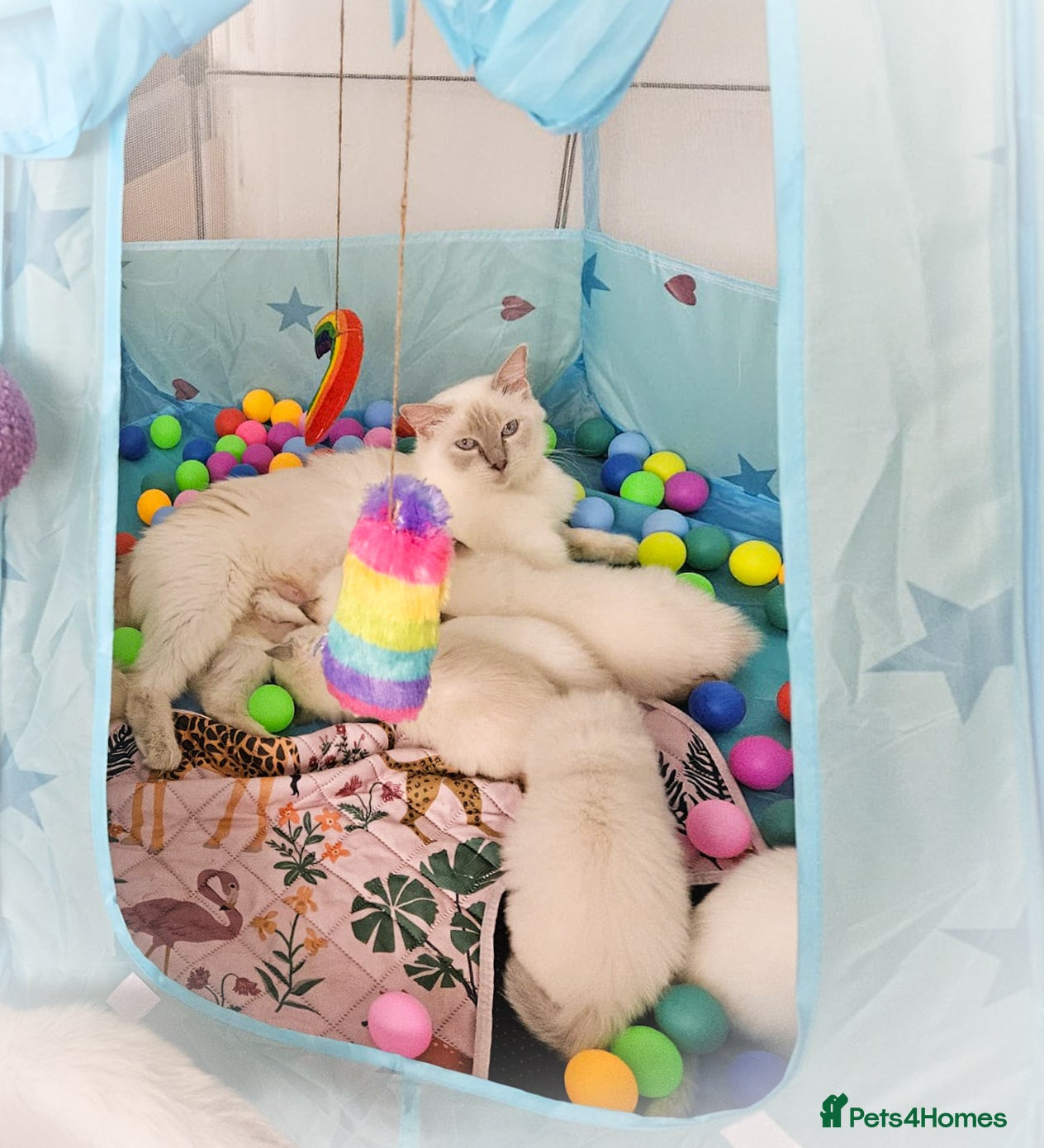 Ragdoll cats GCCF Registered Ragdoll Kittens - Advert 2