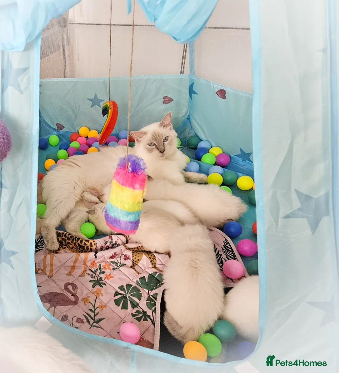 Ragdoll cats for sale: GCCF Registered Ragdoll Kittens - Advert 2