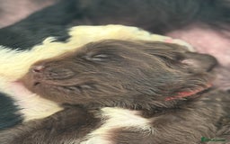 Newfoundland dogs for sale: KC registered Newfoundland Puppies. Health tested - Image 31