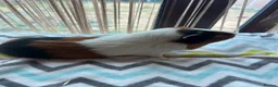 Guinea Pig rodents for sale: Tort and white guinea pig for sale  - Advert 1