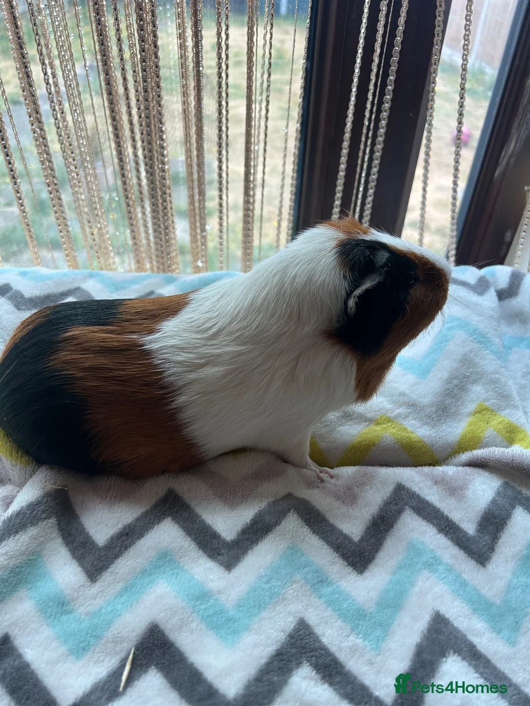 Guinea Pig rodents for sale: Tort and white guinea pig for sale  - Advert 1