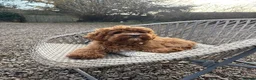 Cavapoo dogs for sale: Beautiful Cavapoo – Looking for a Loving Home - Advert 8