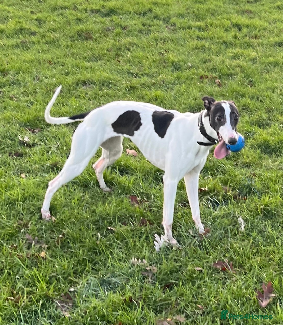 Whippet dogs Beautiful KC registered whippet puppies  - Advert 1