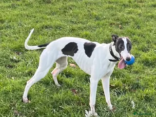 Whippet dogs Beautiful KC registered whippet puppies - Advert 1