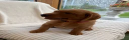 Labrador Retriever dogs for sale: Stunning fox Red Labrador pup - Advert 7