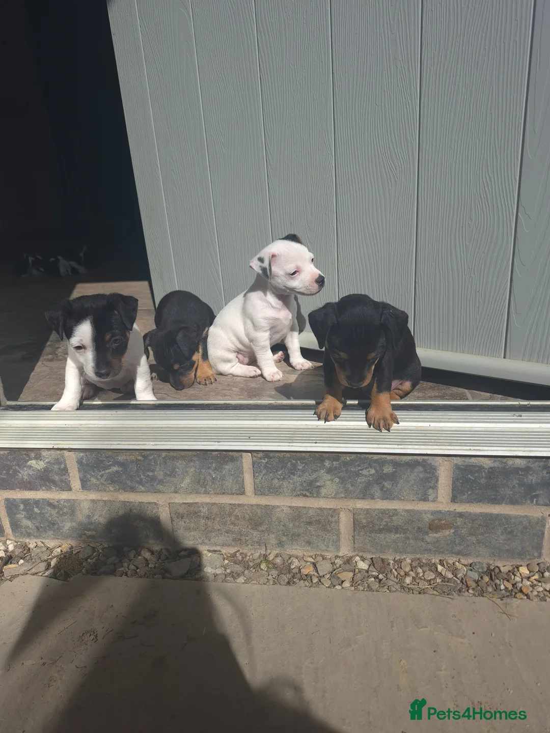 Jack Russell dogs for sale: Jack Russell puppies  - Advert 2