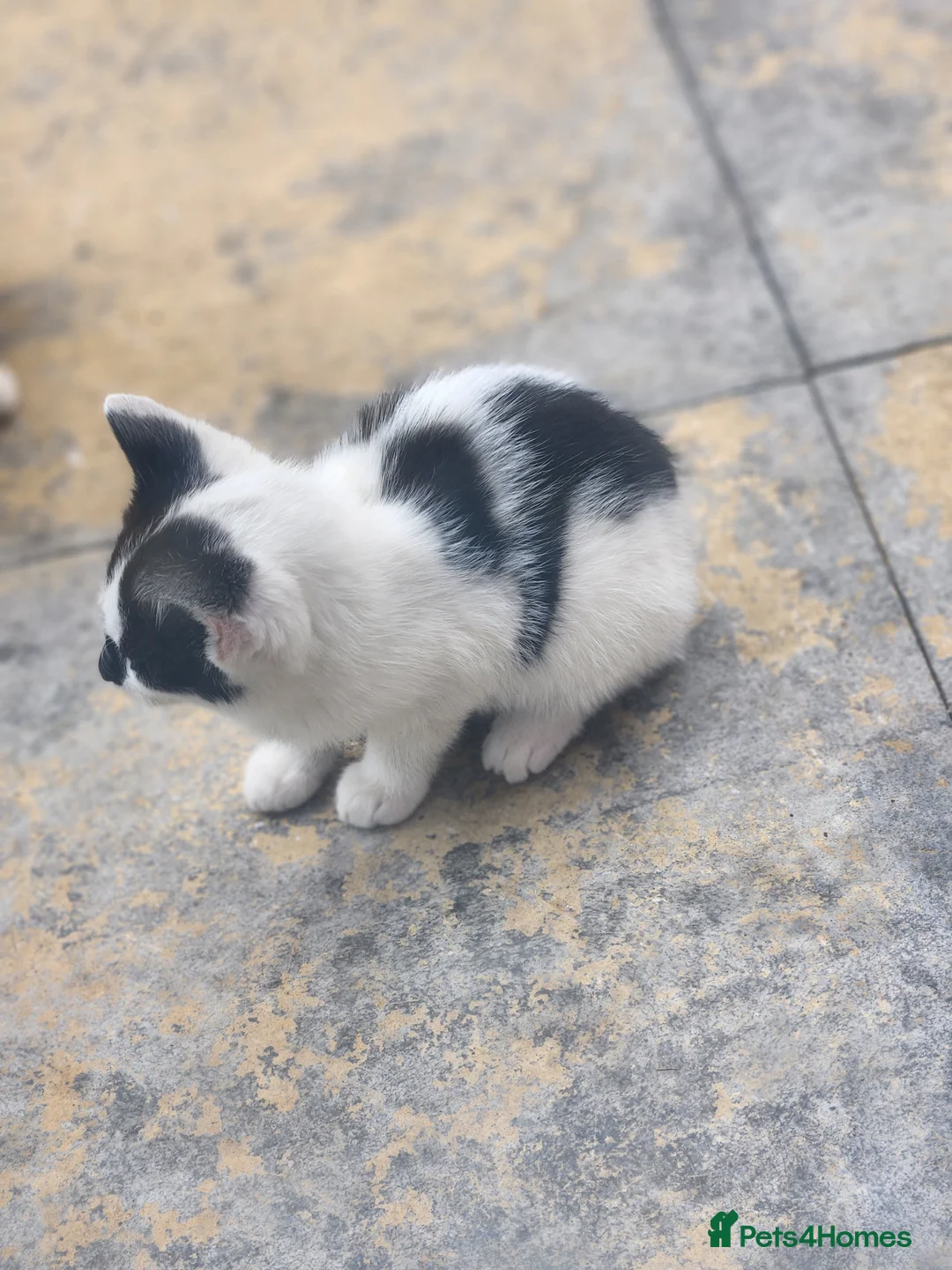 Mixed Breed cats for sale: Male kitten  - Advert 11