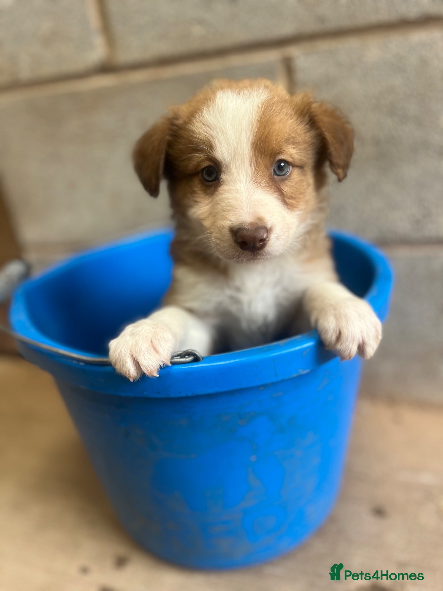 Mixed Breed dogs Collie puppies  - Advert 9