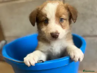 Mixed Breed dogs Collie puppies - Advert 9