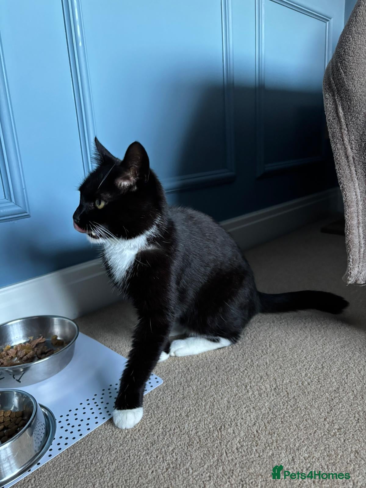 Mixed Breed cats Timid mature female Cat - Advert 7