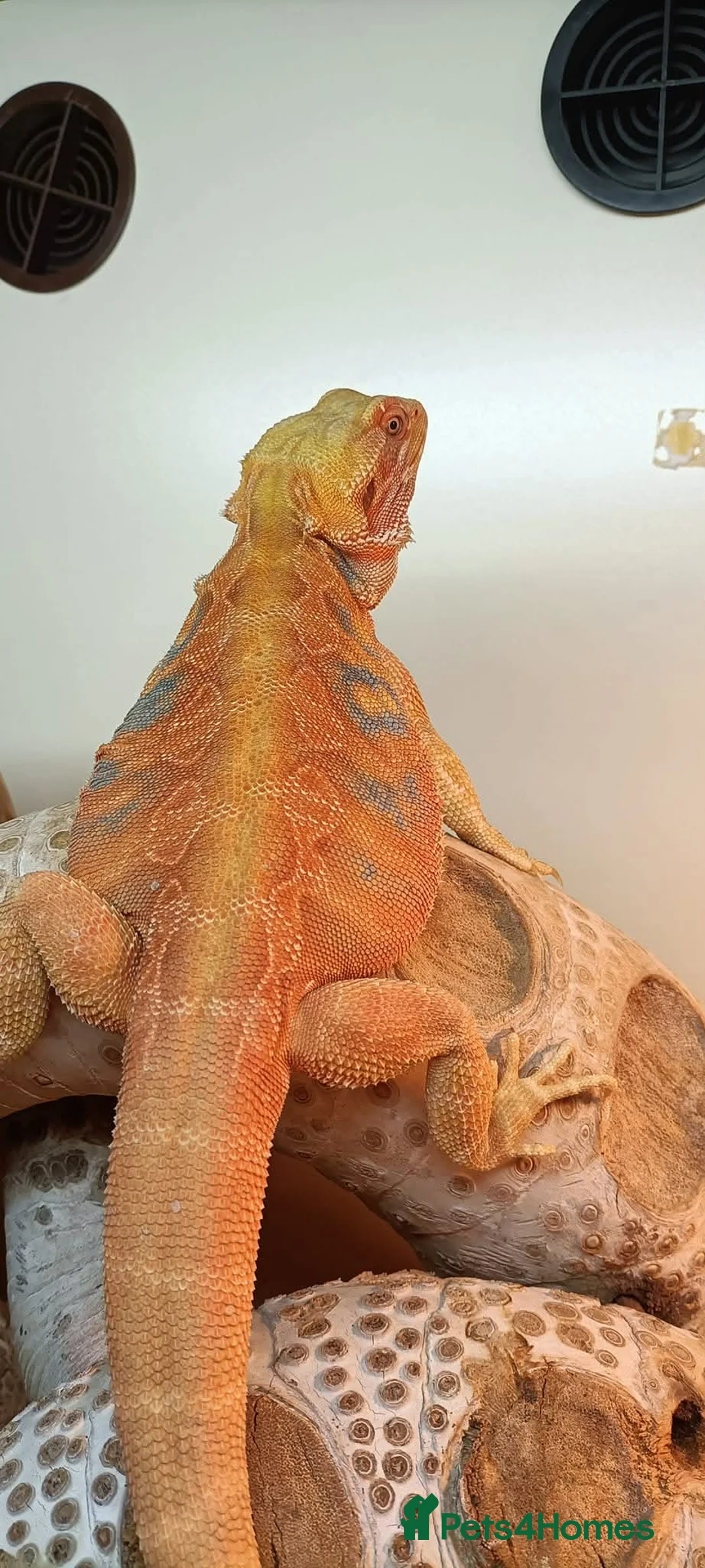 Bearded Dragon reptiles for sale: Female Hypo Poss Het Trans Bluebar leatherback  in Plymouth - Advert 3