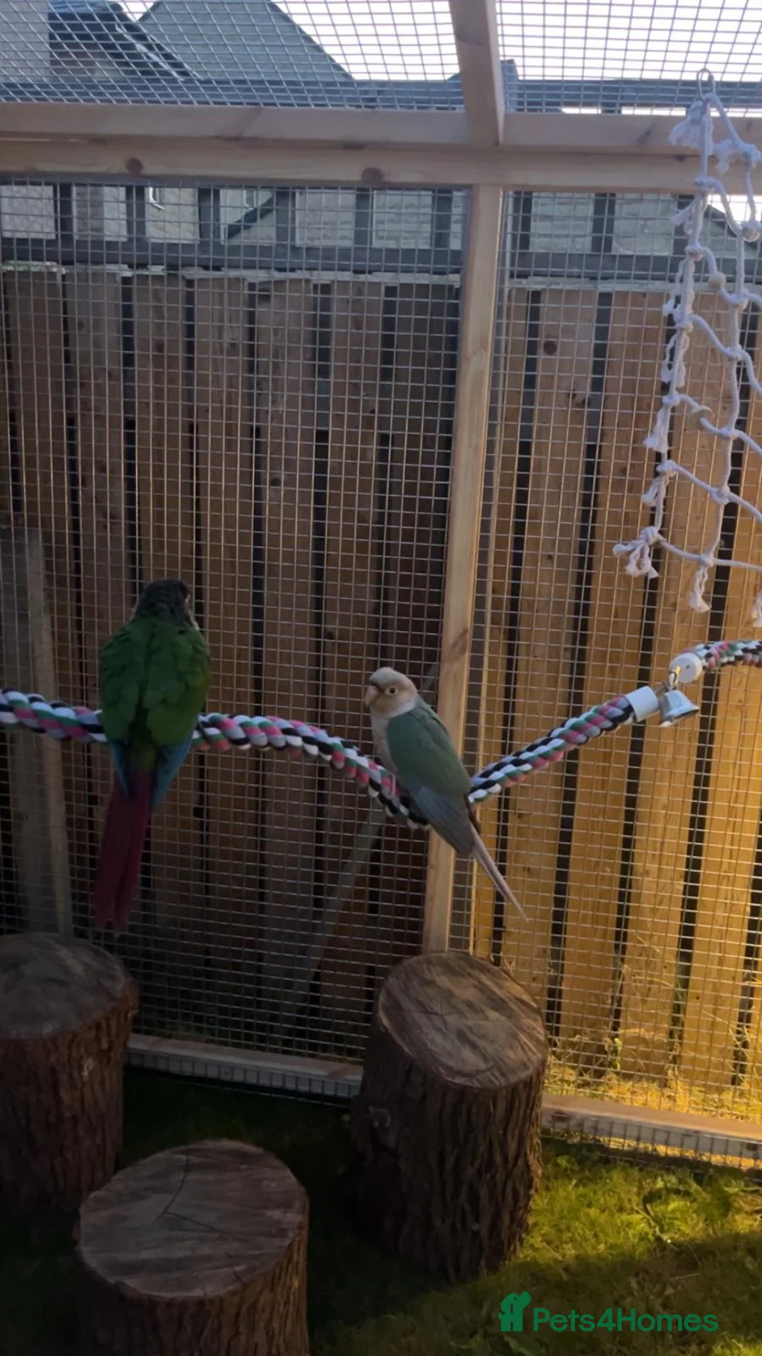 Conures birds for sale: Conure for sale with cage and toys - Advert 7