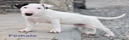 Bull Terrier dogs for sale: Bull terrier pups (1 male & 1 female) - Advert 16