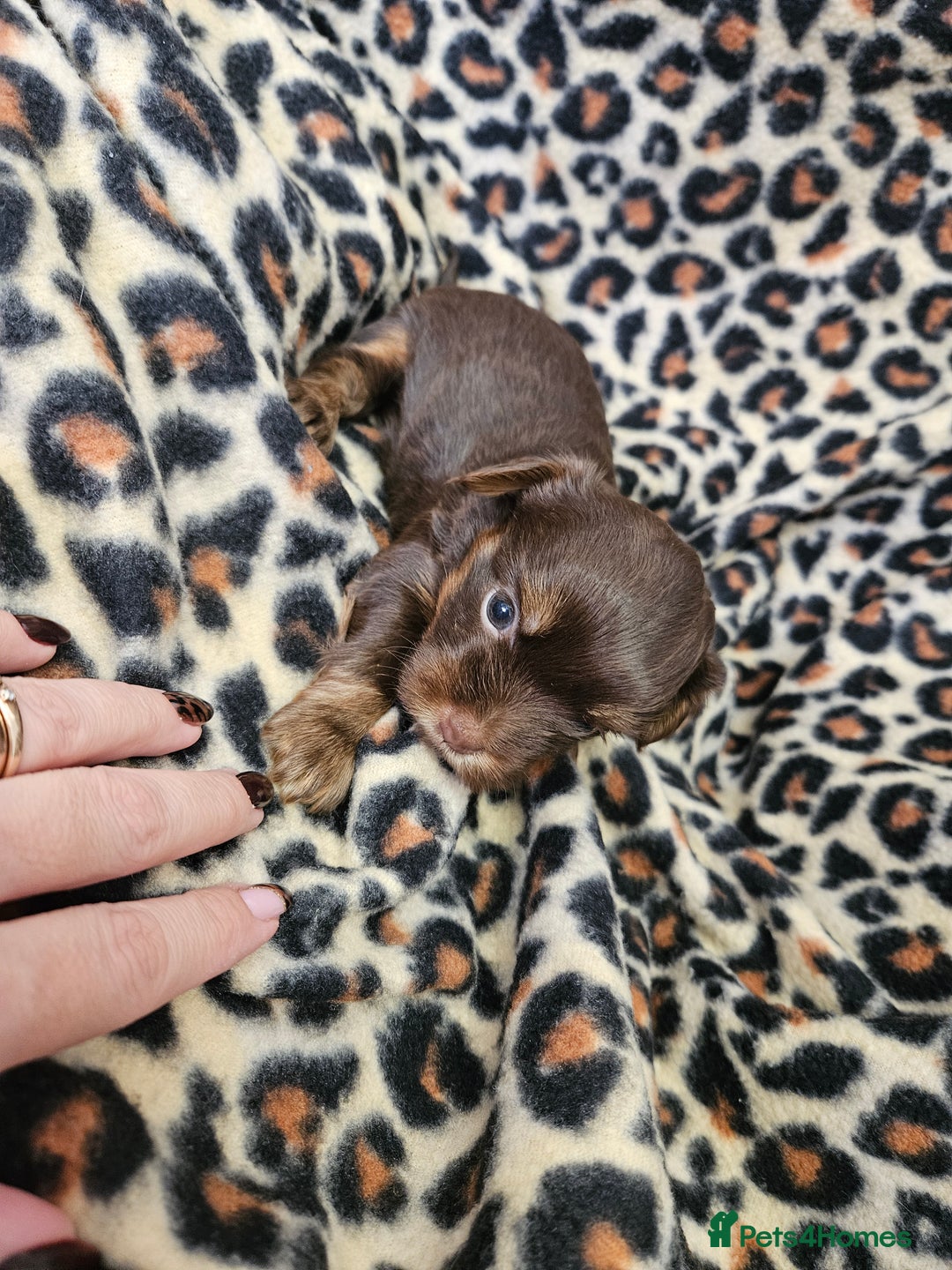 Yorkshire Terrier dogs for sale: 🤎 DNA tested parents 🤎 Yorkie puppies  - Advert 24