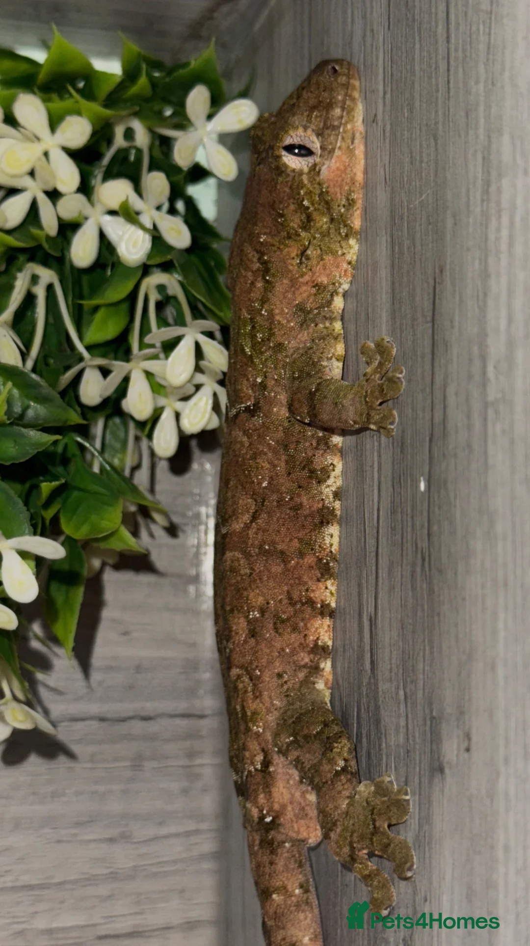 Gecko reptiles for sale: 2 Male Chahoua Geckos for sale - Advert 2