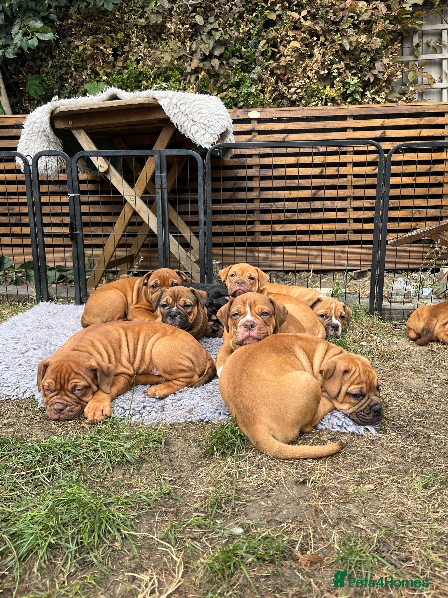 Olde English Bulldogge dogs REDUCED Champion/Health Tested Puppy - Advert 2