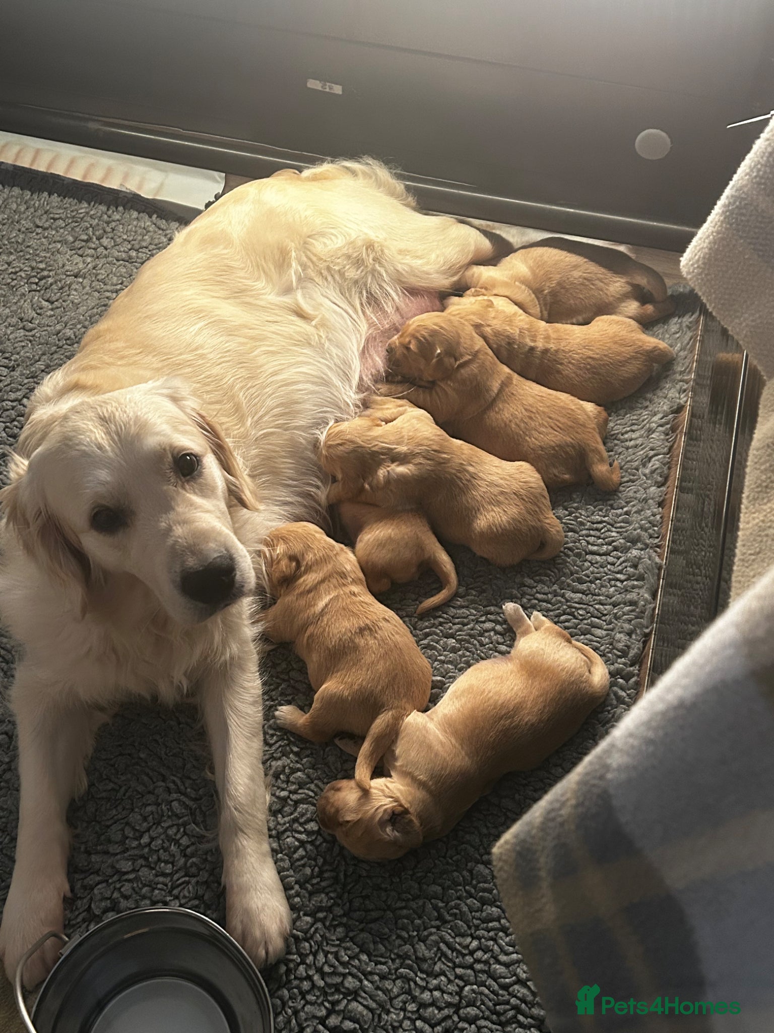 Golden Retriever dogs Stunning KC reg Golden Retriever babies - Advert 1