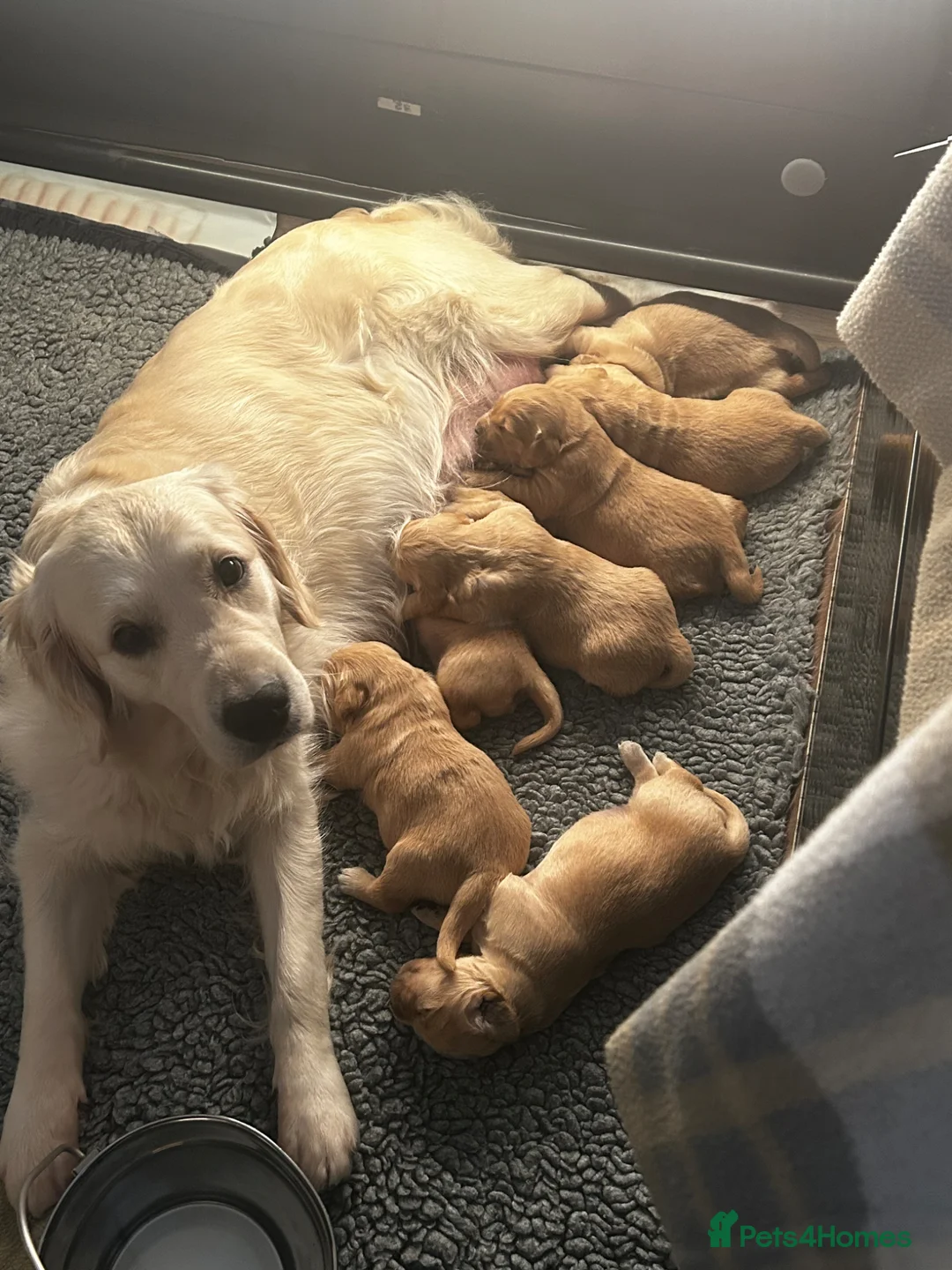 Golden Retriever dogs for sale: Stunning KC reg Golden Retriever babies - Advert 1