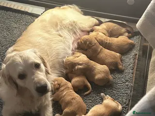 Golden Retriever dogs Stunning KC reg Golden Retriever babies - Advert 1