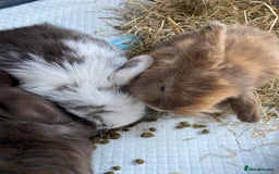Mini Lop rabbits for sale: Mini lop rabbits - Image 5
