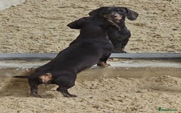 Miniature Dachshund dogs for sale: *CHAMPION LINES* Miniature Dachshund puppies - Image 17