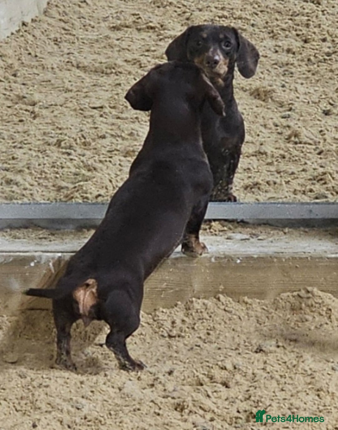 Miniature Dachshund dogs for sale: *CHAMPION LINES* Miniature Dachshund puppies - Image 17