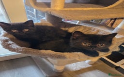 British Longhair cats for sale: Beautiful black British shorthair kittens  - Image 22