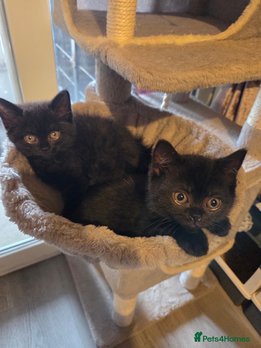 British Longhair cats for sale: Beautiful black British shorthair kittens  - Image 22