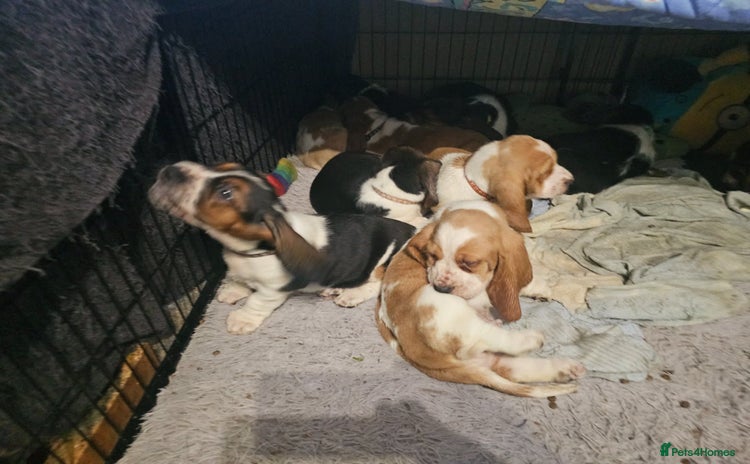 Basset Hound dogs - Advert 1