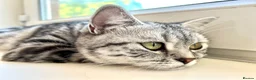British Shorthair cats for sale: Stunning Silver BSH Kittens GCCF Champion Lines - Advert 25