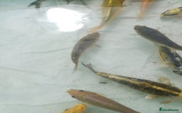 Koi Carp fish for sale: UK koi carp  - Image 10