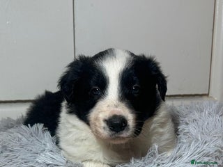 Border Collie dogs Border Collie Puppy For Sale - Advert 4