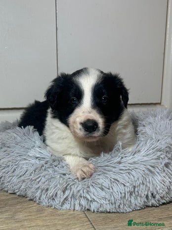 Border Collie dogs Border Collie Puppy For Sale - Advert 1