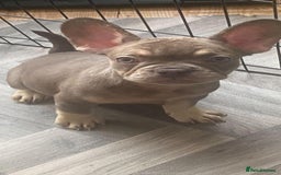 French Bulldog dogs for sale: 4 Gorgeous Frenchbulldogs ready now!  - Image 9