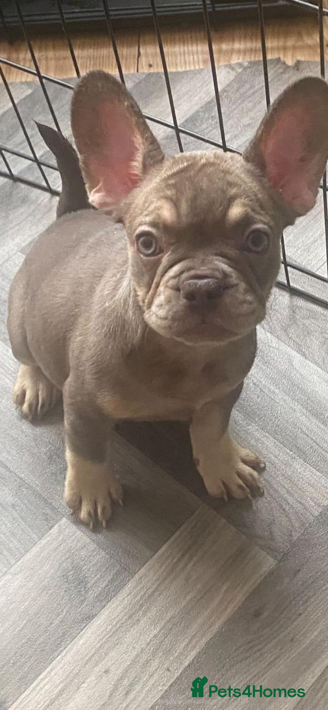 French Bulldog dogs for sale: 4 Gorgeous Frenchbulldogs ready now!  - Image 9