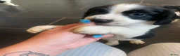 Mixed Breed dogs for sale: Beautiful beagle x springer puppy’s !! - Advert 3