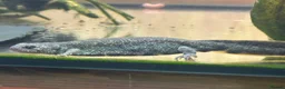 Newt reptiles for sale: Italian Crested Newts  - Advert 5