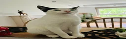 Arabian Mau cats for adoption: Charlie 🐾 - Advert 4