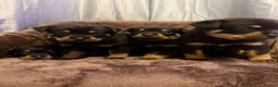 Rottweiler dogs for sale: German Rottweiler pupps  - Advert 5