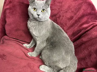 British Shorthair cats Male British shorthair Available. in Blackburn - Advert 6