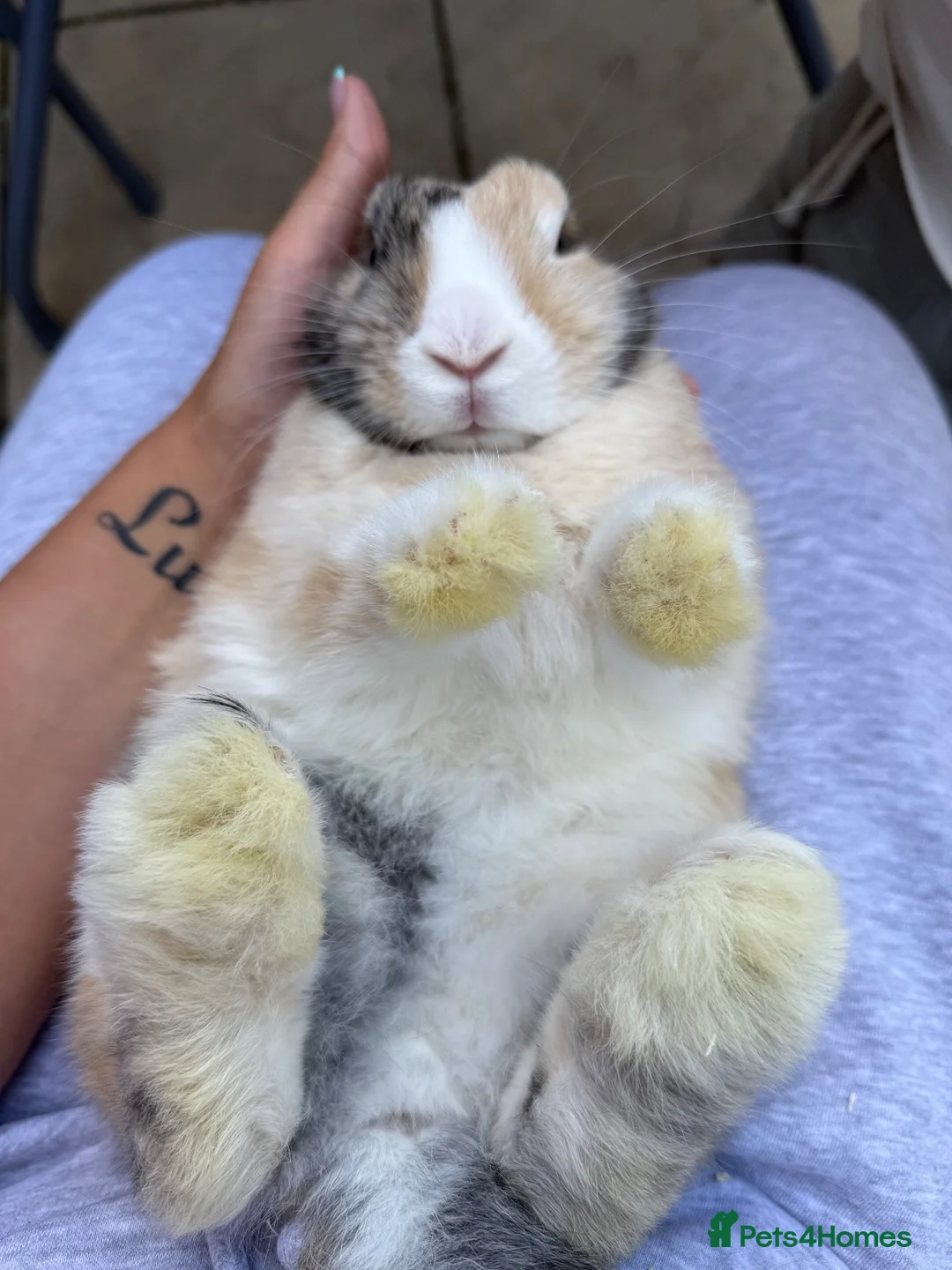 Mini Lop rabbits for sale: Rabbit  in Stevenage - Advert 2
