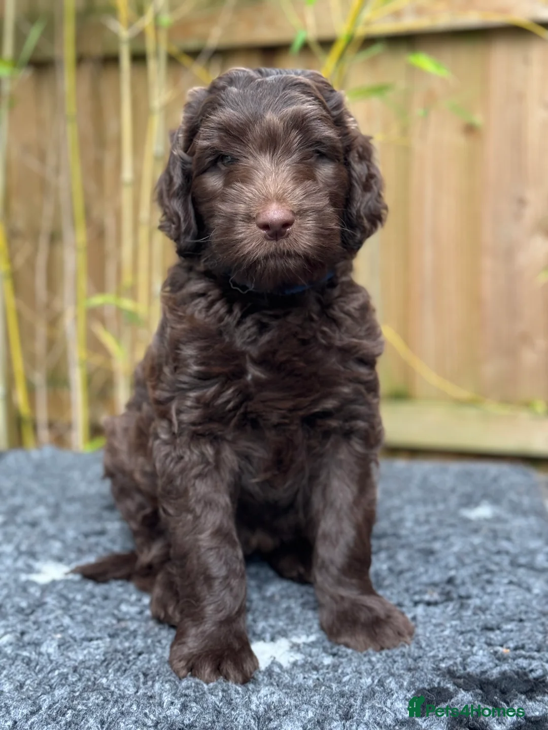 Labradoodle dogs for stud: F4 Standard Labradoodle (Fully Health Tested) - Advert 8