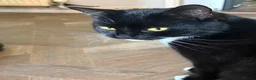 Mixed Breed cats for sale: 2 cats for sale  in Liverpool - Advert 3