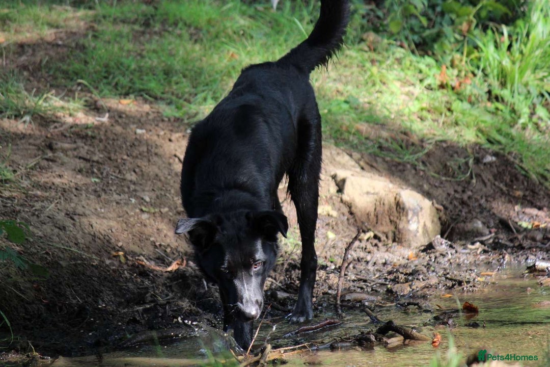 Border Collie dogs for sale: Border collie  - Image 31