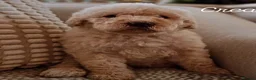 Labradoodle dogs for stud: Hypoallergenic Health Checked Labradoodle PROVEN  - Advert 29
