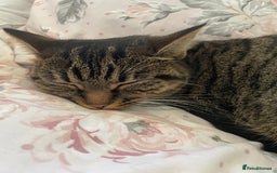 Mixed Breed cats for sale: Mitsu - Image 5