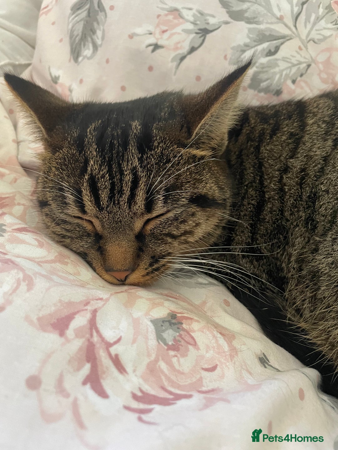 Mixed Breed cats for sale: Mitsu - Image 5