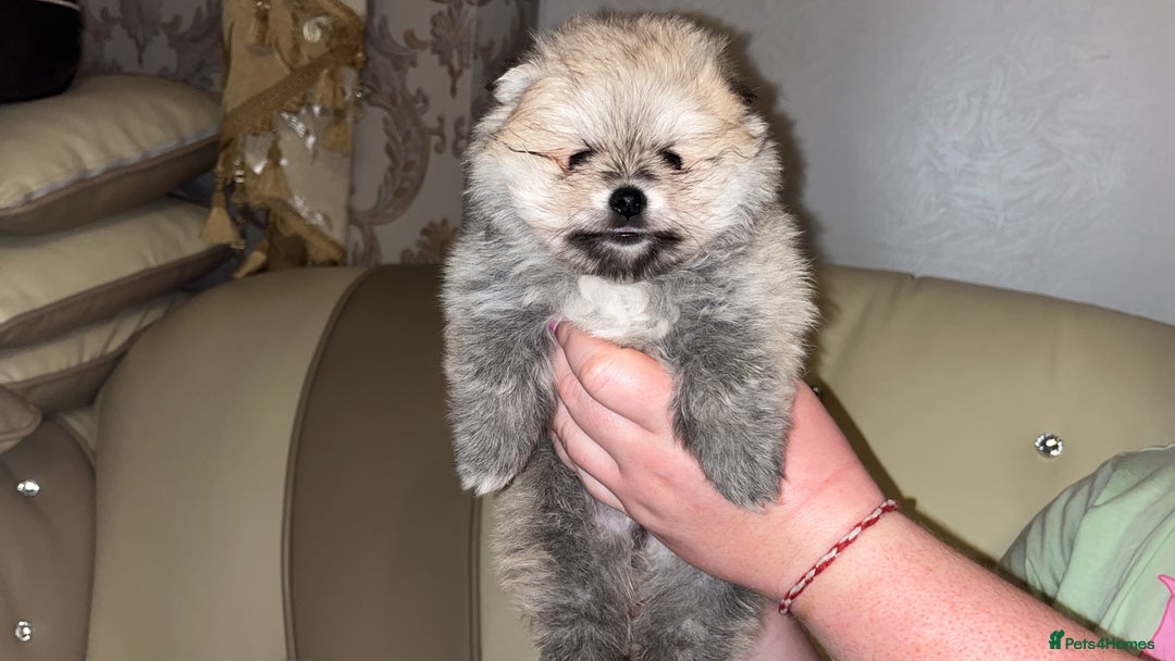 Pomeranian dogs for sale: Kc Registered Pomeranian Pups - Image 11