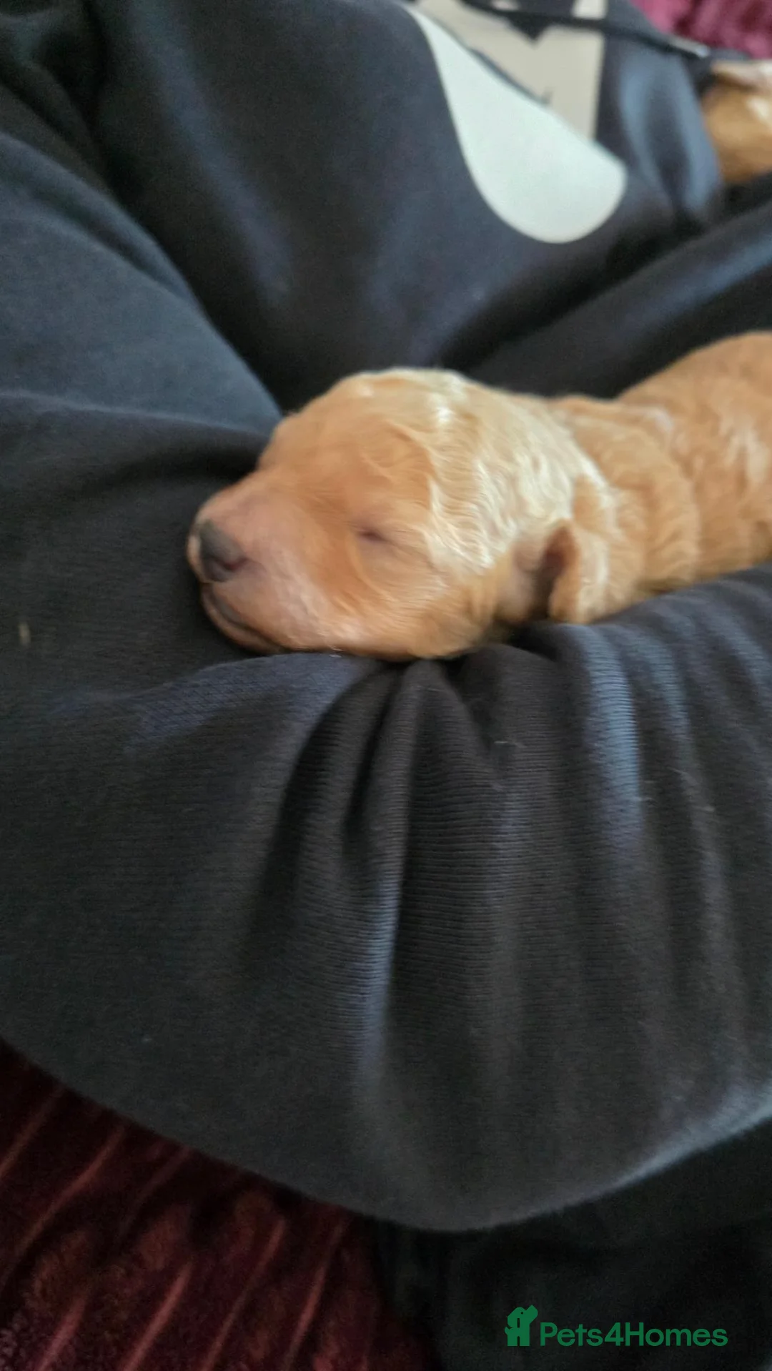 Toy Poodle dogs for sale: 🐾 TOY POODLE PUPPIES🐾 - Advert 8