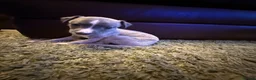 Whippet dogs for sale: KC Registered Whippet Puppies – Home Reared, - Advert 16